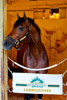 Commissioner rests in his stall after morning exercises in preparation for the 146th Belmont Stakes at Belmont Park in New York.