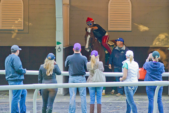 Belmont Stakes and Triple Crown contender California Chrome schools in the paddock as connections look on at Belmont Park in New York.