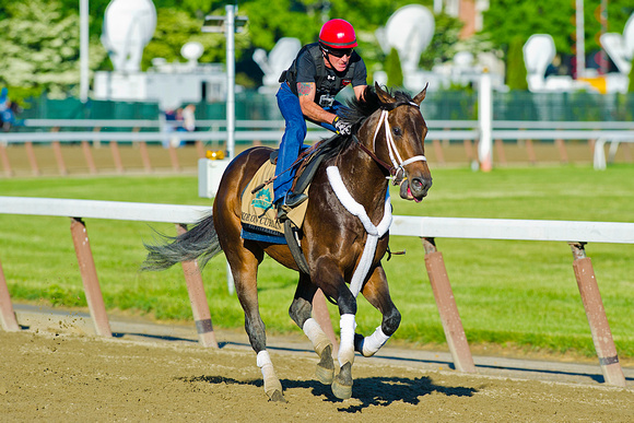 Belmont Stakes contender Ride On Curlin jogs over the main track at Belmont Park in New York.