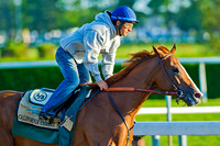 California Chrome breezes four furlongs for his final workout in preparation for the 136th Belmont Stakes and a possible Triple Crown at Belmont Park in New York.