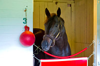 Kentucky Derby 140 contender Dance With Fate settles in to his stall at Churchill Downs in Louisville, Kentucky.