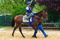 Bayern gallops in preparation for the 139th Preakness Stakes at Pimlico Race Course in Baltimore, Maryland.
