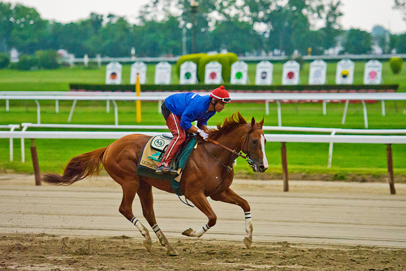 Belmont Stakes 146 and Triple Crown contender California Chrome gallops past the placards of the 11 Triple Crown winners as he completes morning exercises at Belmont Park in New York.