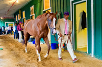 Exercise rider Willie Delgado walks California Chrome in the shedrow after winning the the 139th Preakness Stakes at Pimlico Race Course in Baltimore, Maryland.
