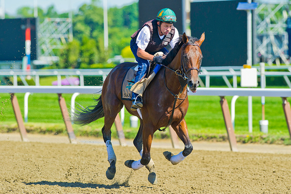 Belmont Stakes contender Samraat jogs over the main track at Belmont Park in New York.
