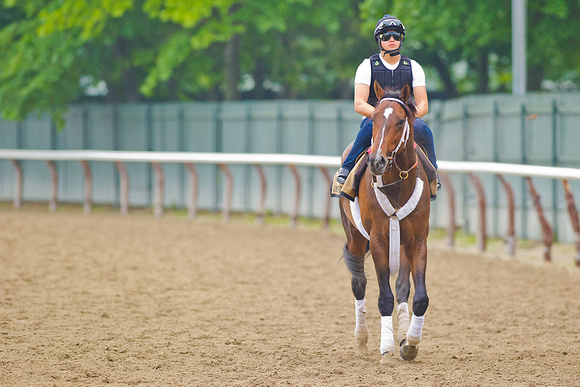 Belmont Stakes 146 contender Commanding Curve returns from his morning gallop.