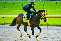 General A Rod jogged over the sloppy Churchill track in preparation for the 140th Kentucky Derby.