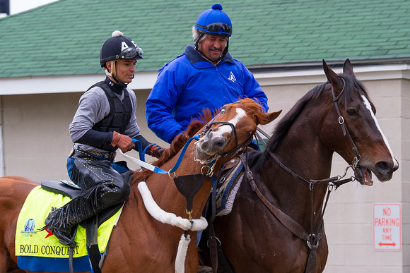 Bold Conquest gets frisky after galloping a mile and a half Sunday under exercise rider Abel Flores in preparation for the Kentucky Derby at Churchill Downs in Louisville, Kentucky.