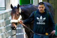 Kentucky Derby contender Bolo is escorted off the van by groom Daniel Marquez.