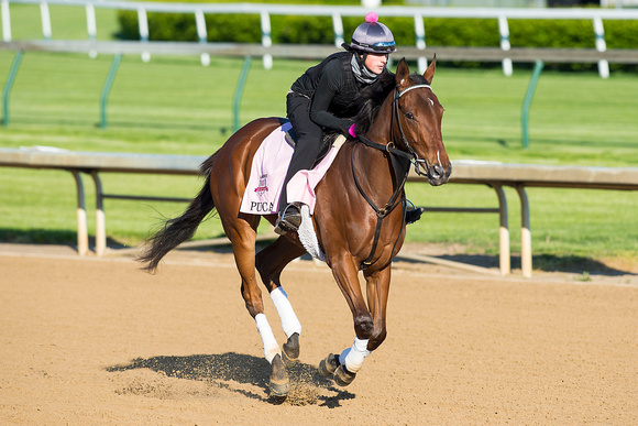 Puca gallops over the racetrack in preparation for the Kentucky Oaks.