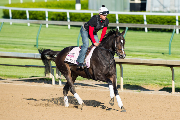 Sarah Sis galloped with exercise rider Jesus Esquivel in preparation for the Kentucky Oaks.
