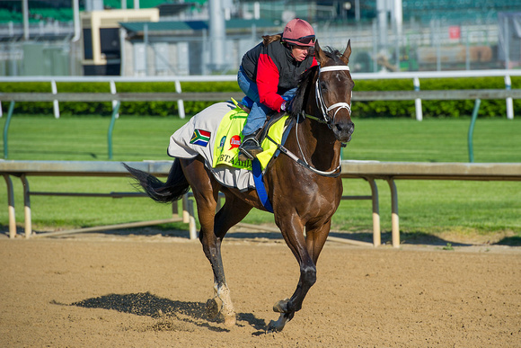 UAE Derby (GII) winner Mubtaahij, with Lisa Moncrieff aboard, jogged and cantered around the racetrack in preparation for the Kentucky Derby.
