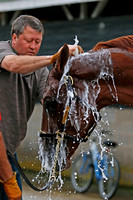 Dortmund receiving a bath after galloping 1 and 1/2 miles in preparation for the Kentucky Derby.