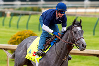 Zayat Stables’ El Kabeir galloped 1 3/8 miles under exercise rider Simon Harris in preparation for the Kentucky Derby.