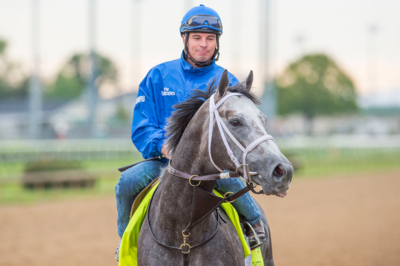 Frosted galloped 1 and 3/8 miles under exercise rider Rob Massey in preparation for the Kentucky Derby..