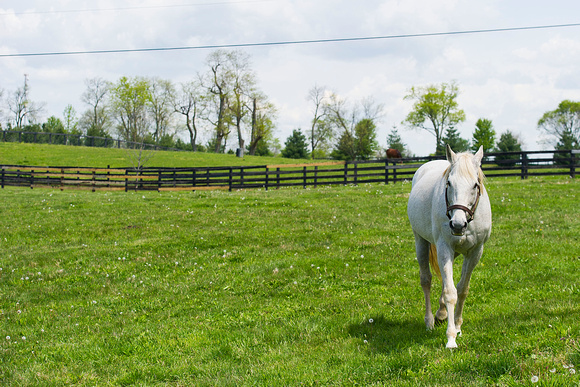 Kentucky Derby winner Silver Charm at Old Friends Farm in Georgetown, Kentucky.