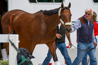 Early Preakness morning line favorite and Kentucky Derby (GI) winner American Pharoah arrives at Pimlico Race Course in Baltimore, Maryland.
