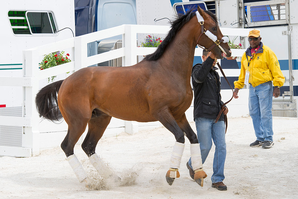 Preakness contender Tale Of Verve, trained by Dallas Stewart, acts up after arriving to Pimlico Race Course in Baltimore, Maryland.