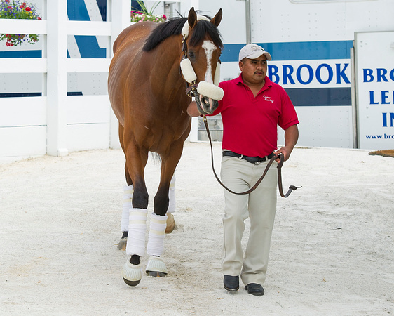 Preakness contender Danzig Moon arrives at Pimlico Race Course in Baltimore, Maryland.
