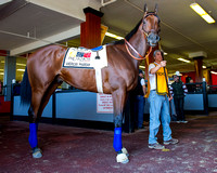 American Pharoah schooled in the paddock in preparation for the Preakness Stakes at Pimlico Race Course in Baltimore, Maryland.