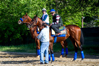 American Pharoah and stablemate Dortmund wait for the track to open in preparation for the Preakness Stakes at Pimlico Race Course in Baltimore, Maryland.