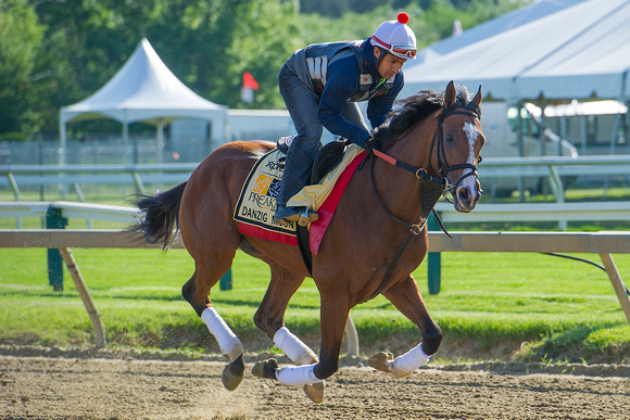 Danzig Moon galloped over the racetrack for the first time since arriving in preparation for the Preakness Stakes at Pimlico Race Course in Baltimore, Maryland.