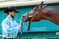 Firing Line gets soothed by assistant trainer Carlos Santamaria after morning preparations for the Preakness Stakes at Pimlico Race Course in Baltimore, Maryland.