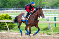 American Pharoah has a final gallop in preparation for the Preakness Stakes at Pimlico Race Course in Baltimore, Maryland.