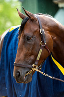 American Pharoah after his final gallop in preparation for the Preakness Stakes at Pimlico Race Course in Baltimore, Maryland.
