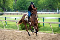 Federico Tesio Stakes victor Bodhisattva galloped over the track in preparation for the Preakness at Pimlico Race Course in Baltimore, Maryland.