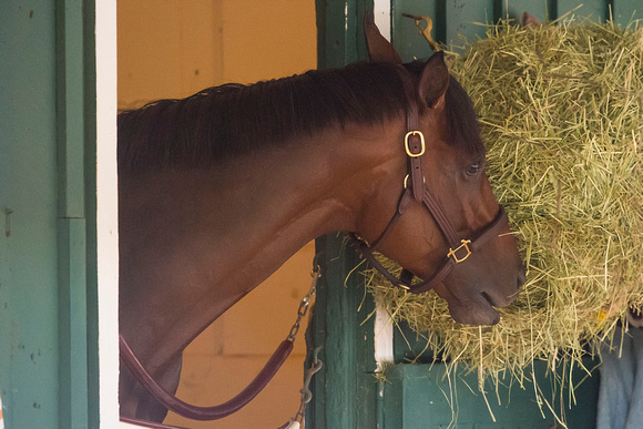 Firing Line, second place in the Kentucky Derby (GI), has a hay snack after completing preparations for the Preakness Stakes at Pimlico Race Course in Baltimore, Maryland.