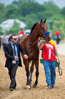 American Pharoah with walks over from the stakes barn to the paddock before winning the Xpressbet.com Preakness Stakes (GI) at Pimlico Race Course in Baltimore, Maryland.