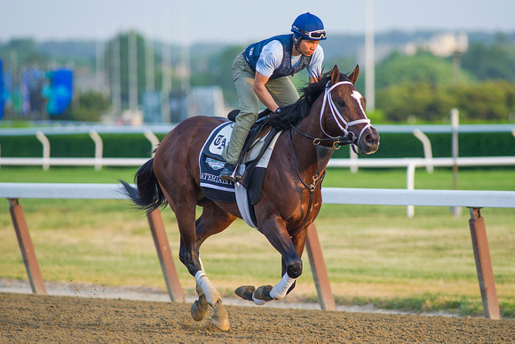 Materiality, winner of the Florida Derby (GI), gallops in preparation for the Belmont Stakes (GI) at Belmont Park in Elmont, New York.