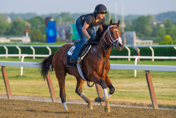 Stanford, trained by Todd Pletcher, gallops in preparation for the Easy Goer Stakes at Belmont Park in Elmont, New York.
