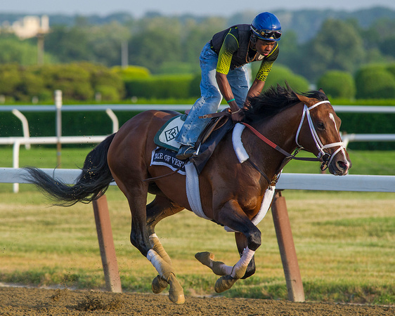 Preakness Stakes (GI) runner up Tale of Verve gallops in preparation for the Belmont Stakes (GI) at Belmont Park in Elmont, New York.
