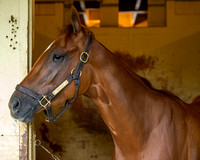 Curalina, trained by Todd Pletcher, is a probable to enter the Acorn Stakes (GI) at Belmont Park in Elmont, New York.