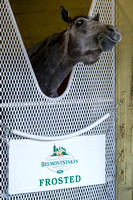 Belmont Stakes (GI) contender Frosted, winner of the Wood Memorial (GI) and trained by Kieran McLaughlin, rests in his stall on a day off from exercise.