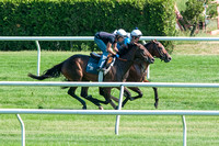 Chad Brown trainee Helwan (inside) works with Gallorette Stakes (GIII) winner Watsdachances (outside) in preparation for a probable start in the The Jaipur Invitational Stakes (GIII) at Belmont Park i