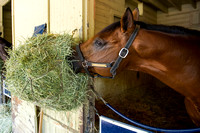 Hyper, trained by Chad Brown, snacks on hay after morning exercise in preparation for a probable start in the Knob Creek Manhattan Stakes (GI) at Belmont Park in Elmont, New York.