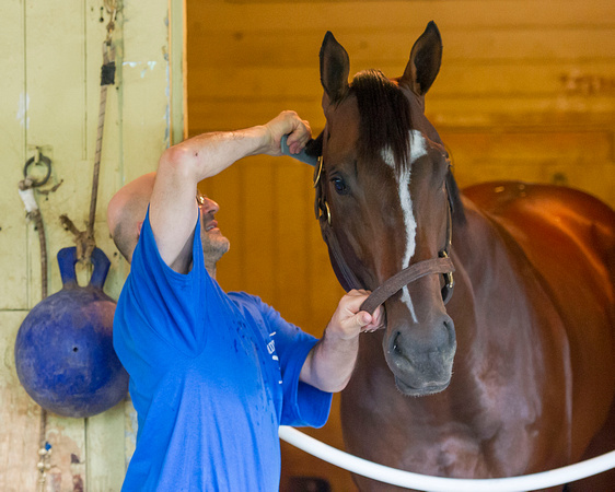 Belmont Stakes (GI) contender Materiality, winner of the Florida Derby (GI), gets groomed on a day off from morning exercises at Belmont Park in Elmont, New York.