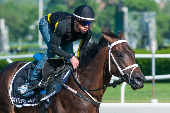 UAE Derby (GII) winner Mubtaahij, with Irad Ortiz Jr. aboard and trained by Mike de Kock, puts in a breeze in preparation for a probable start in the Belmont Stakes (GI) at Belmont Park in Elmont, New