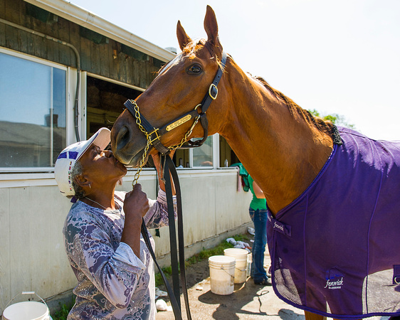 My Miss Sophia, a probable starter in the Ogden Phipps Stakes (GI), a "Win and You're In Breeders' Cup Distaff Division race, is given kisses by groom Erma Scott during her morning bath at Belmont Par