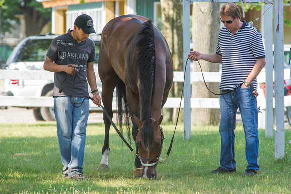Belmont Stakes contender Tale of Verve, runner up in the Preakness Stakes (GI), grazes under the watchful eye of trainer Dallas Stewart (right) at Belmont Park in Elmont, New York.