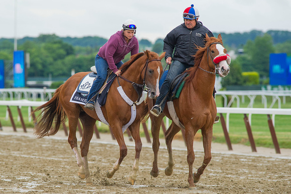 Belmont Stakes (GI) contender Frammento, trained by Nick Zito, jogs over the main track for the first time since arriving at Belmont Park in Elmont, New York.