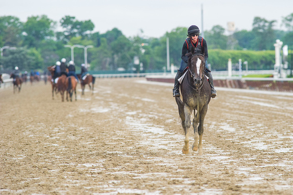 Honor Code, entered to run in the Metropolitan Handicap (GI), gallops on the main track at Belmont Park in Elmont, New York.
