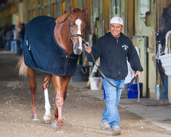 Belmont Stakes contender (GI) Madefromlucky, winner of the Peter Pan Stakes (GII), walks shedrow after jogging on the main track at Belmont Park in Elmont, New York.