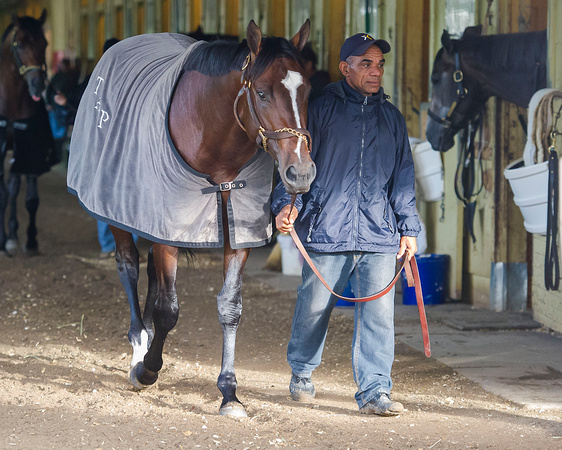 Belmont Stakes (GI) contender Materiality, winner of the Florida Derby (GI), walks shedrow after jogging on the main track at Belmont Park in Elmont, New York.