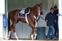 Frammento walks the shedrow just before galloping over the training track at Belmont Park in preparation for the Belmont Stakes (GI).