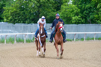 Frammento prepares to gallop over the training track at Belmont Park in preparation for the Belmont Stakes (GI).