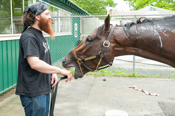 Jess's Dream, son of superstar Rachel Alexandra, takes a bite of his groom's hand during morning baths at Belmont Park in Elmont, New York.